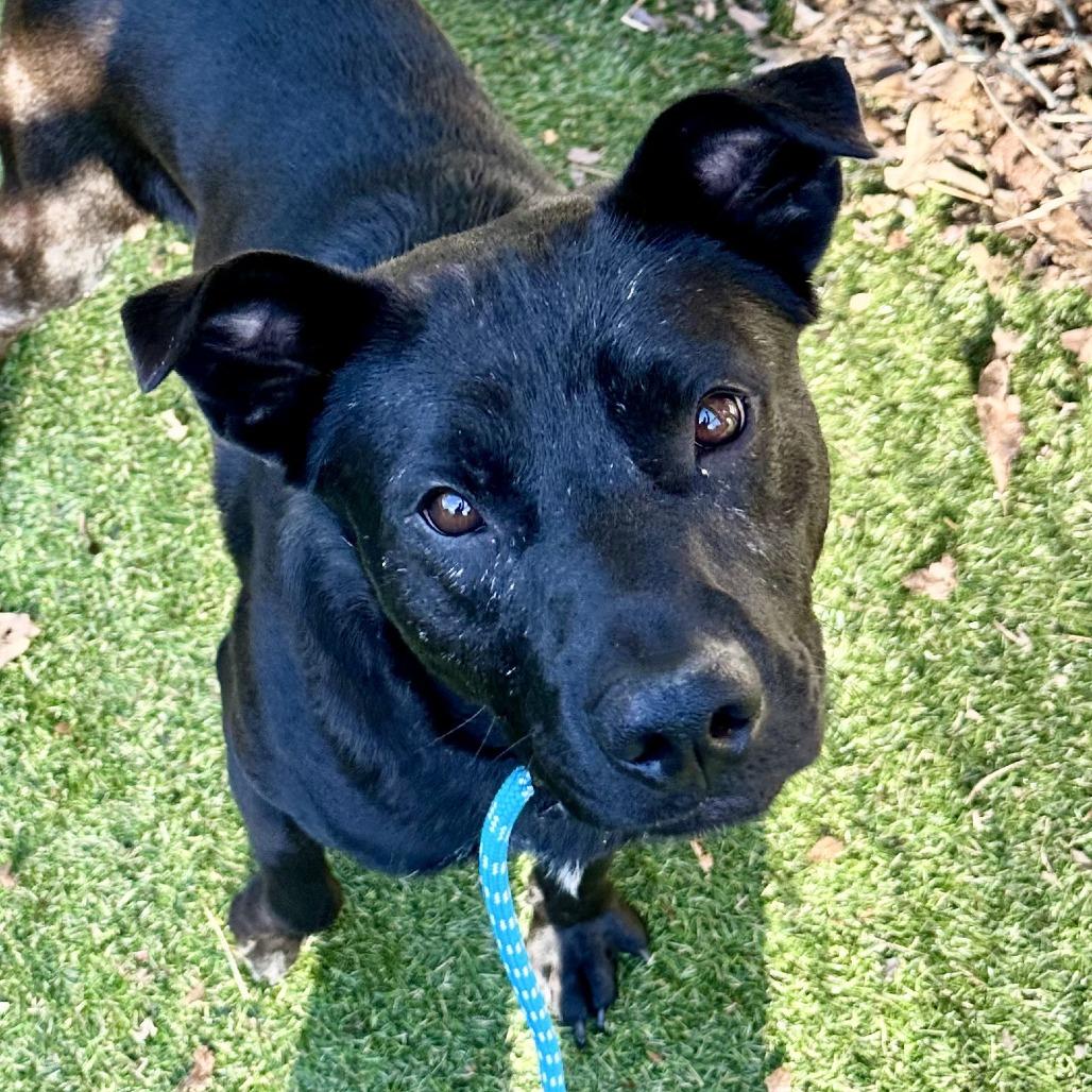 Enlarge Zackie, a Adoptable Mixed Breed in Asheville, NC image 3/6