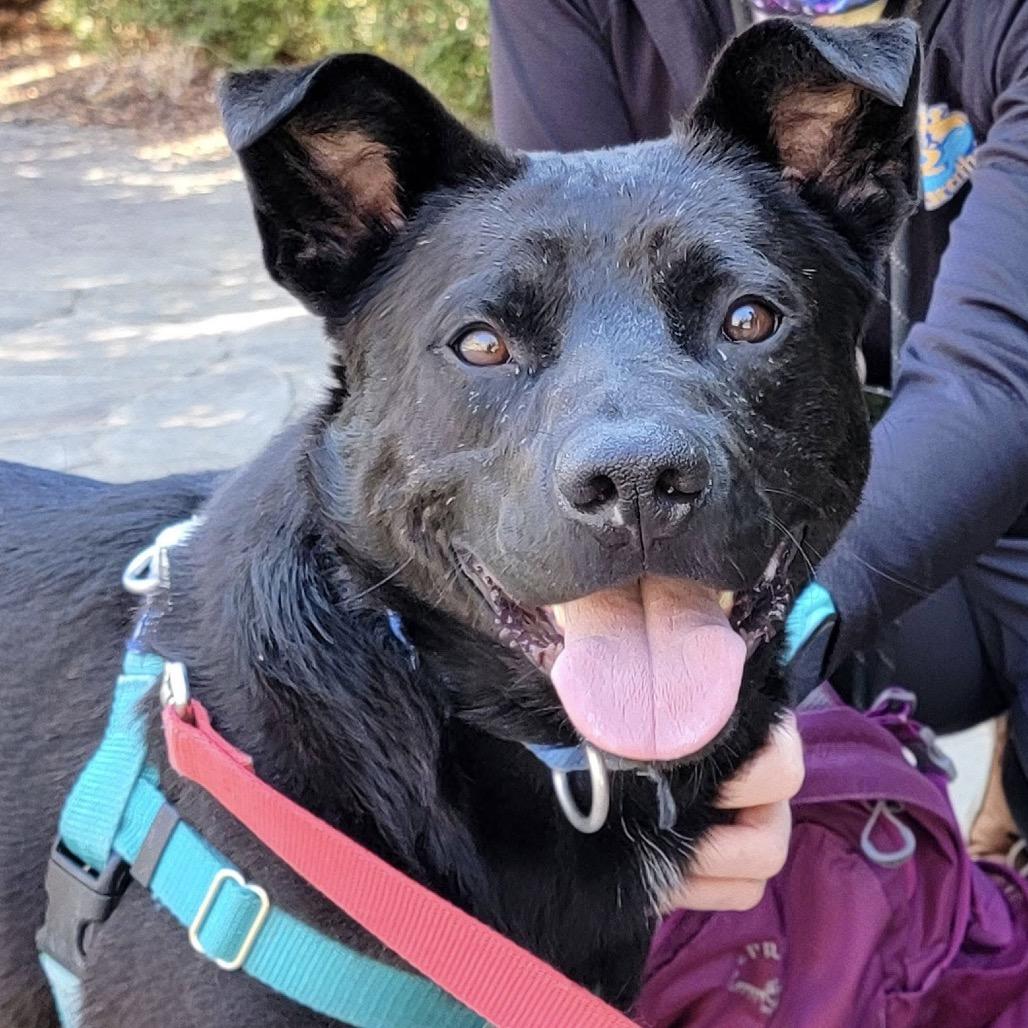 Enlarge Zackie, a Adoptable Mixed Breed in Asheville, NC image 4/6