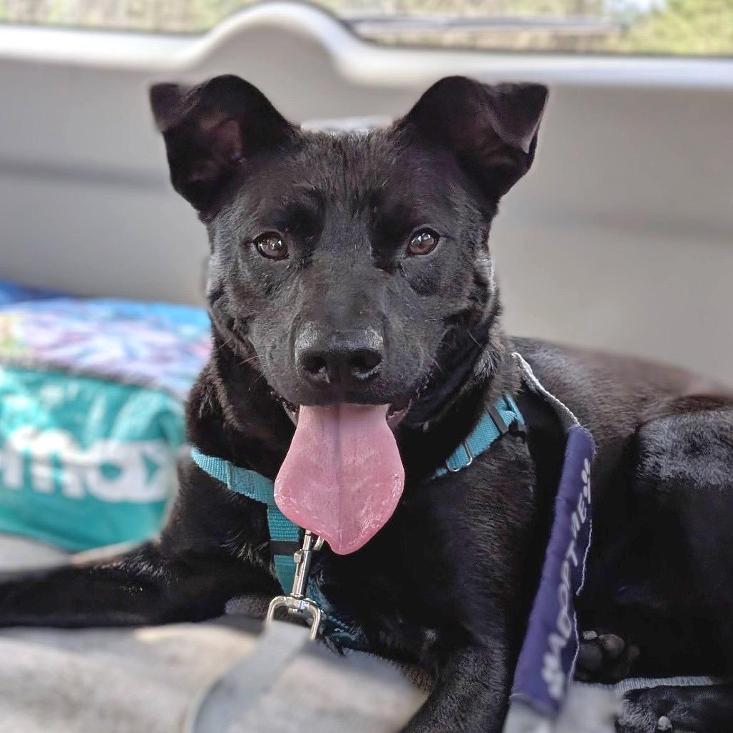 Enlarge Zackie, a Adoptable Mixed Breed in Asheville, NC image 4/6