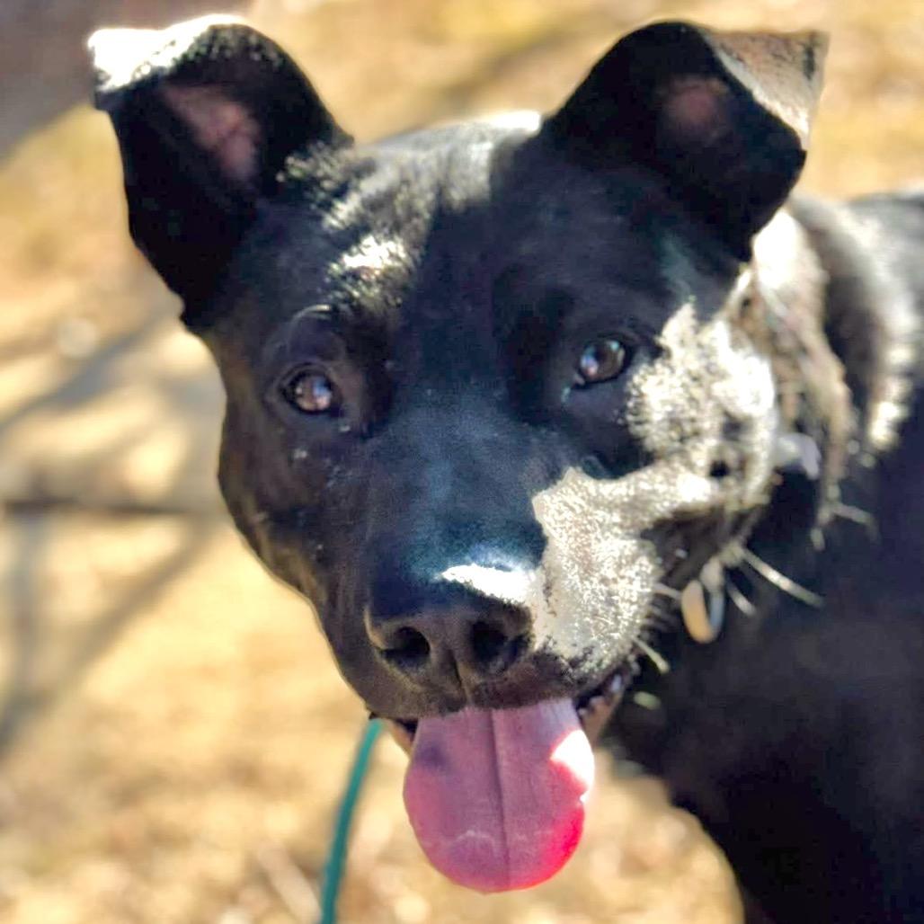Enlarge Zackie, a Adoptable Mixed Breed in Asheville, NC image 5/6