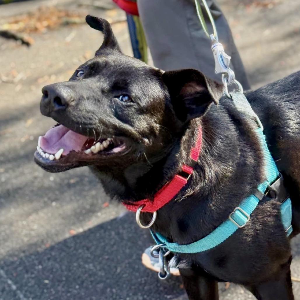 Enlarge Zackie, a Adoptable Mixed Breed in Asheville, NC image 5/6