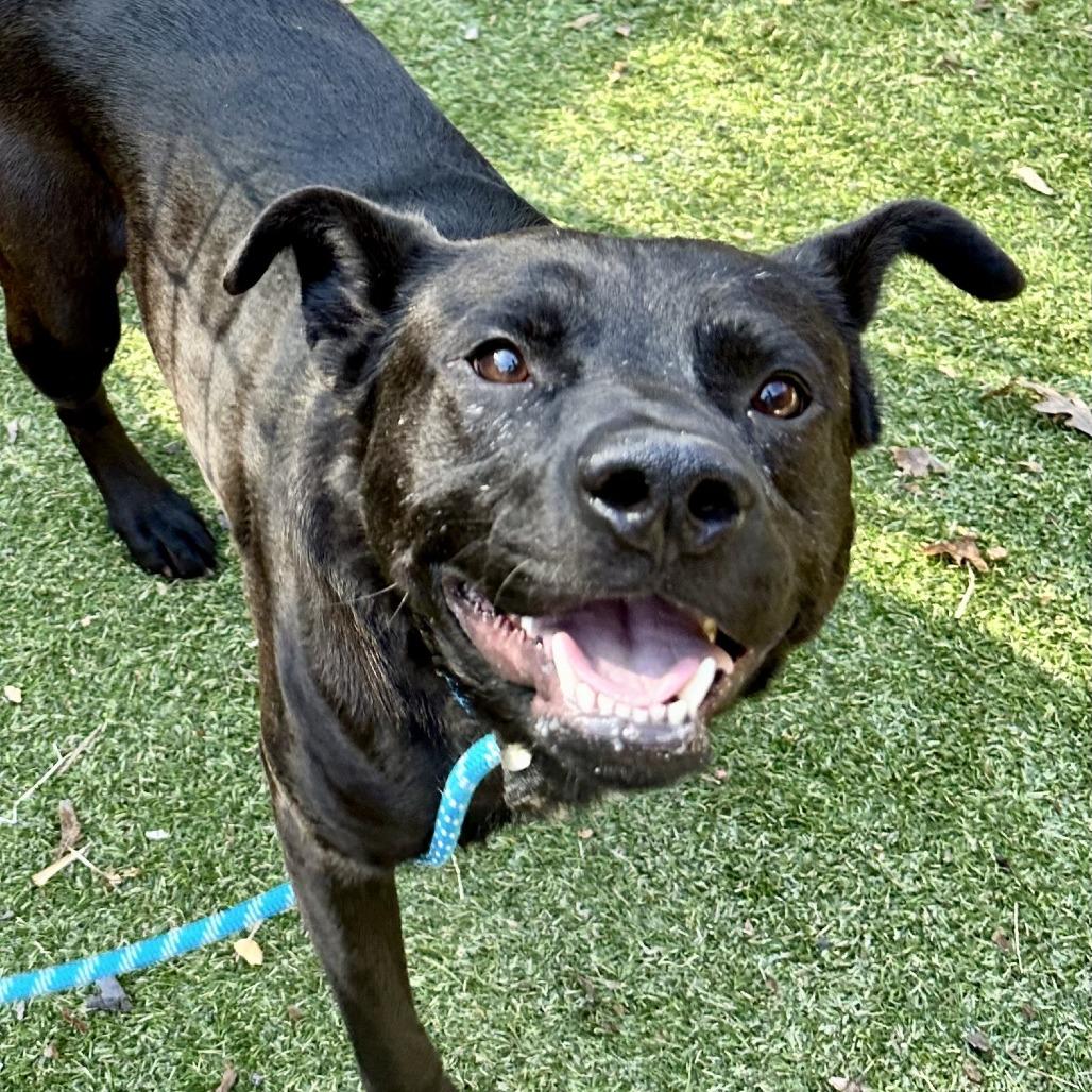 Enlarge Zackie, a Adoptable Mixed Breed in Asheville, NC image 6/6