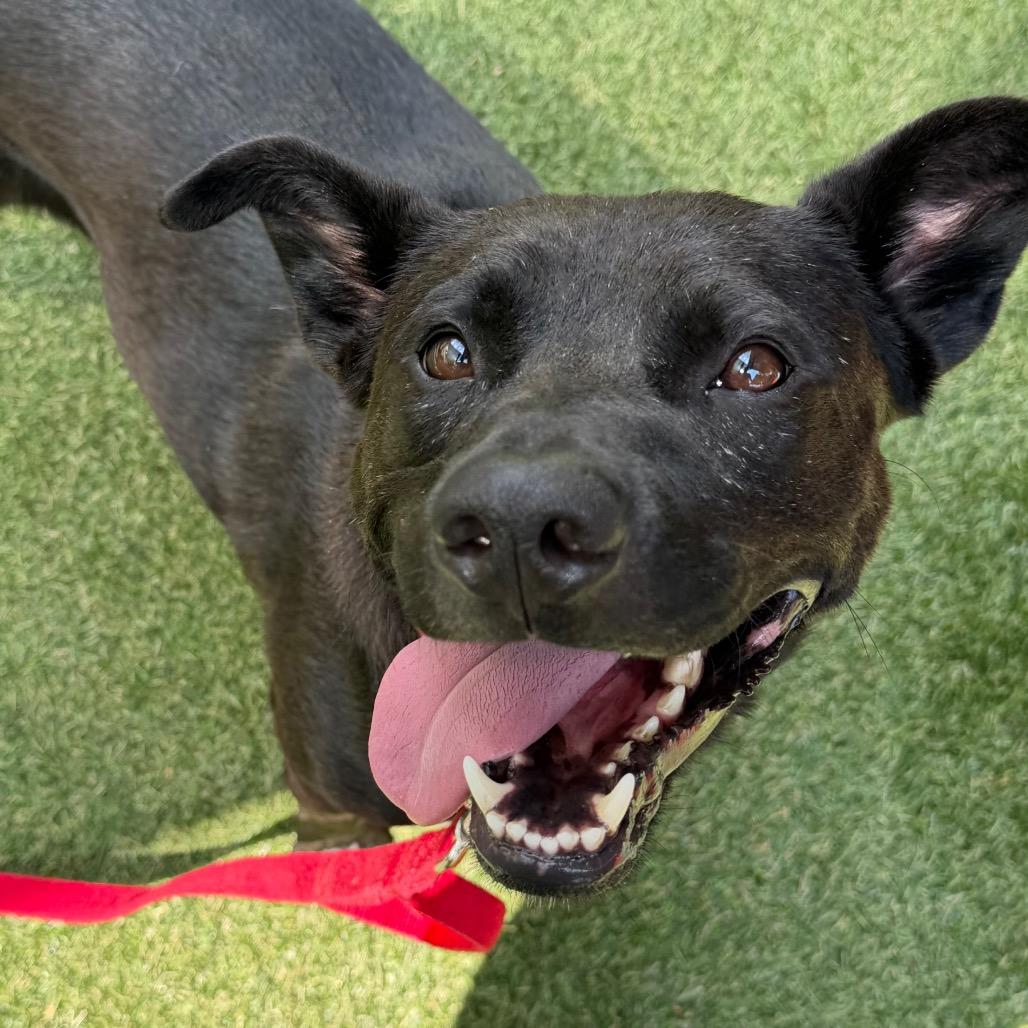 Enlarge Zackie, a Adoptable Mixed Breed in Asheville, NC image 6/6