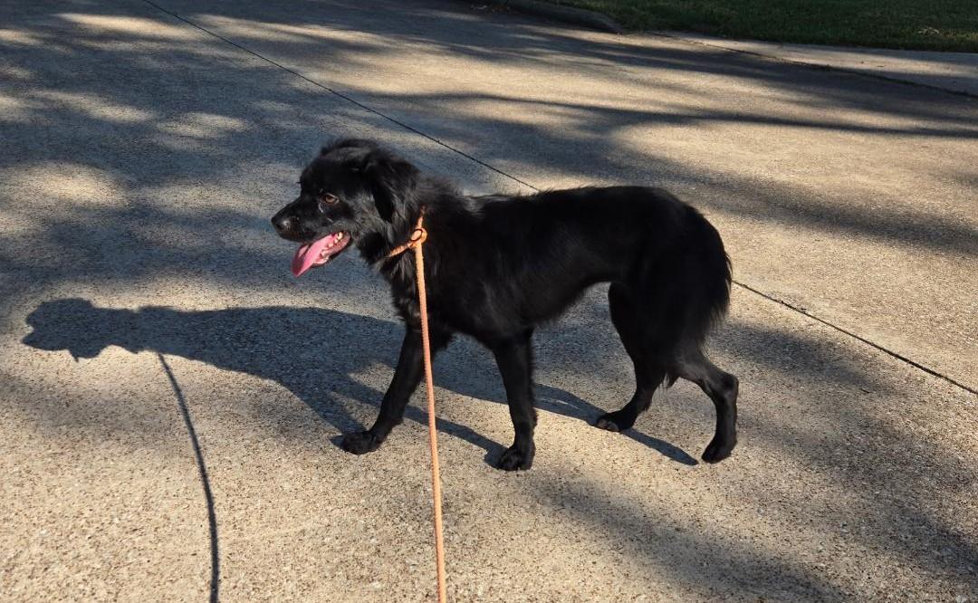 Lila, a Adopted mixed breed in Hoffman Estates, IL image 4/4