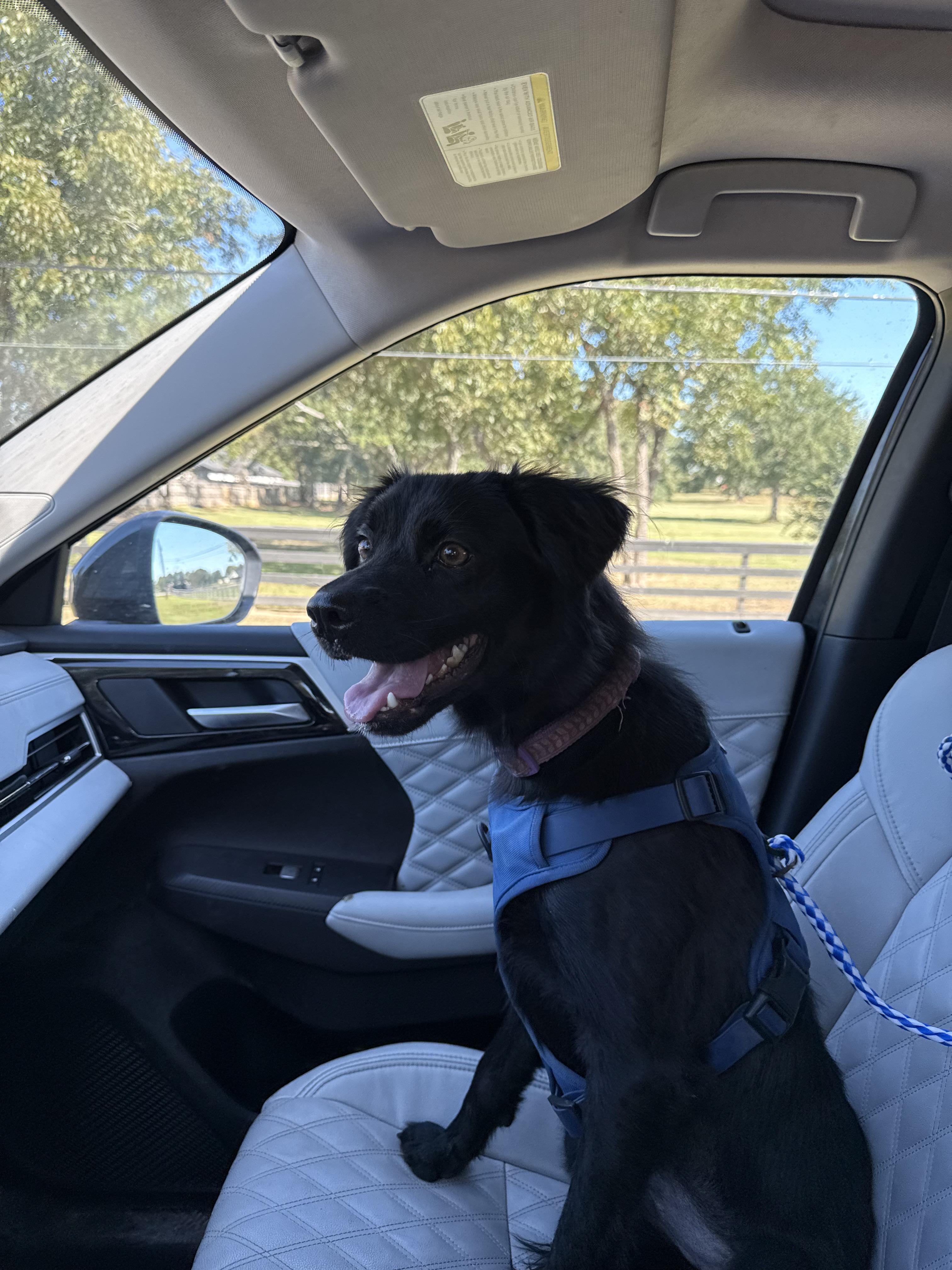 Lila, a Adopted mixed breed in Hoffman Estates, IL image 3/4