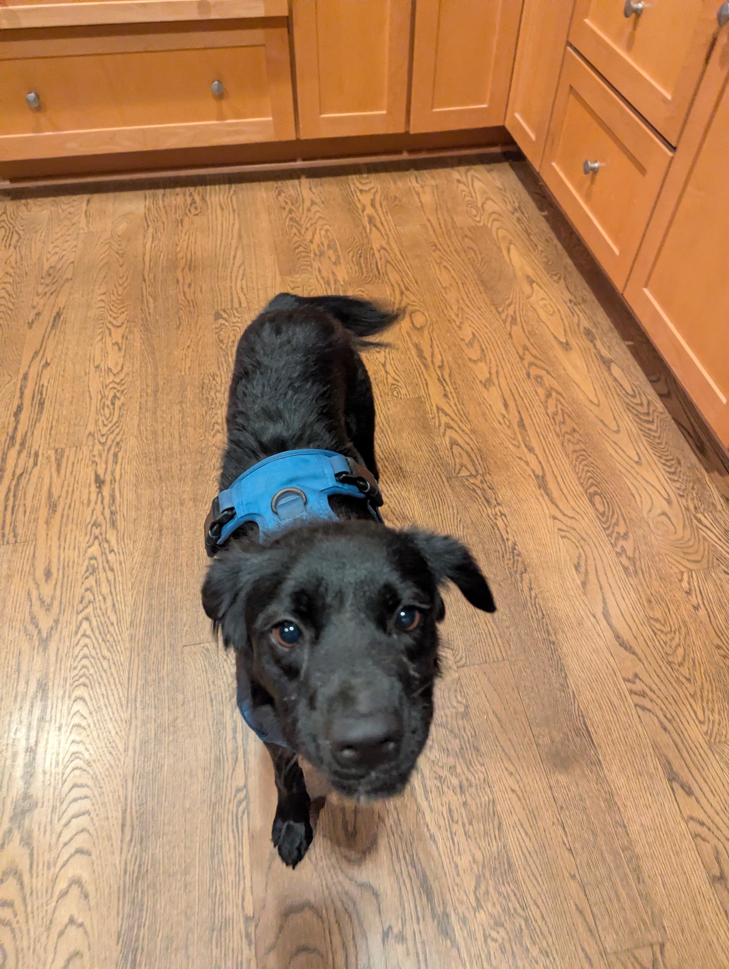 Lila
