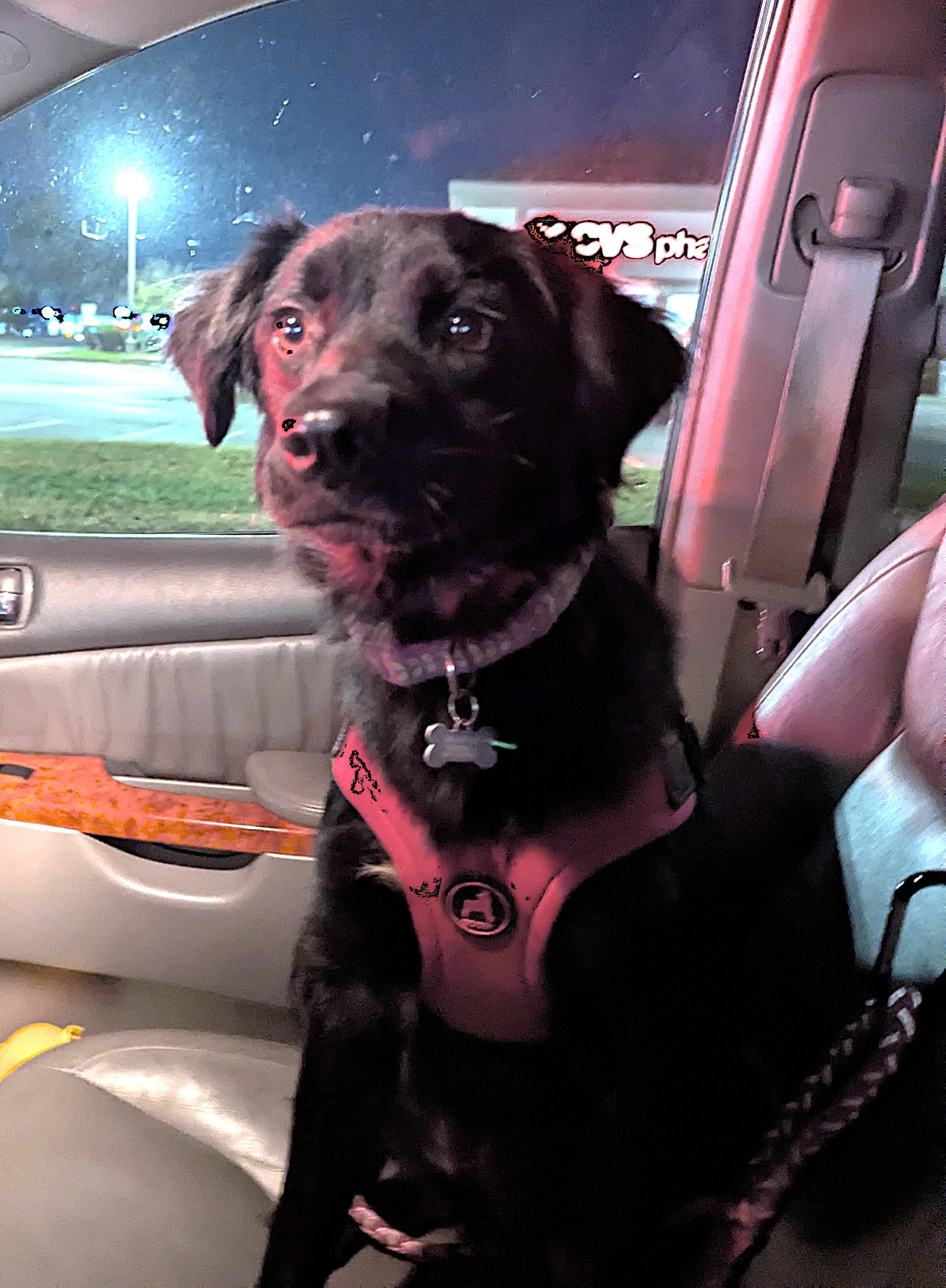 Lila, Adopted, Young Female Cocker Spaniel & Terrier.