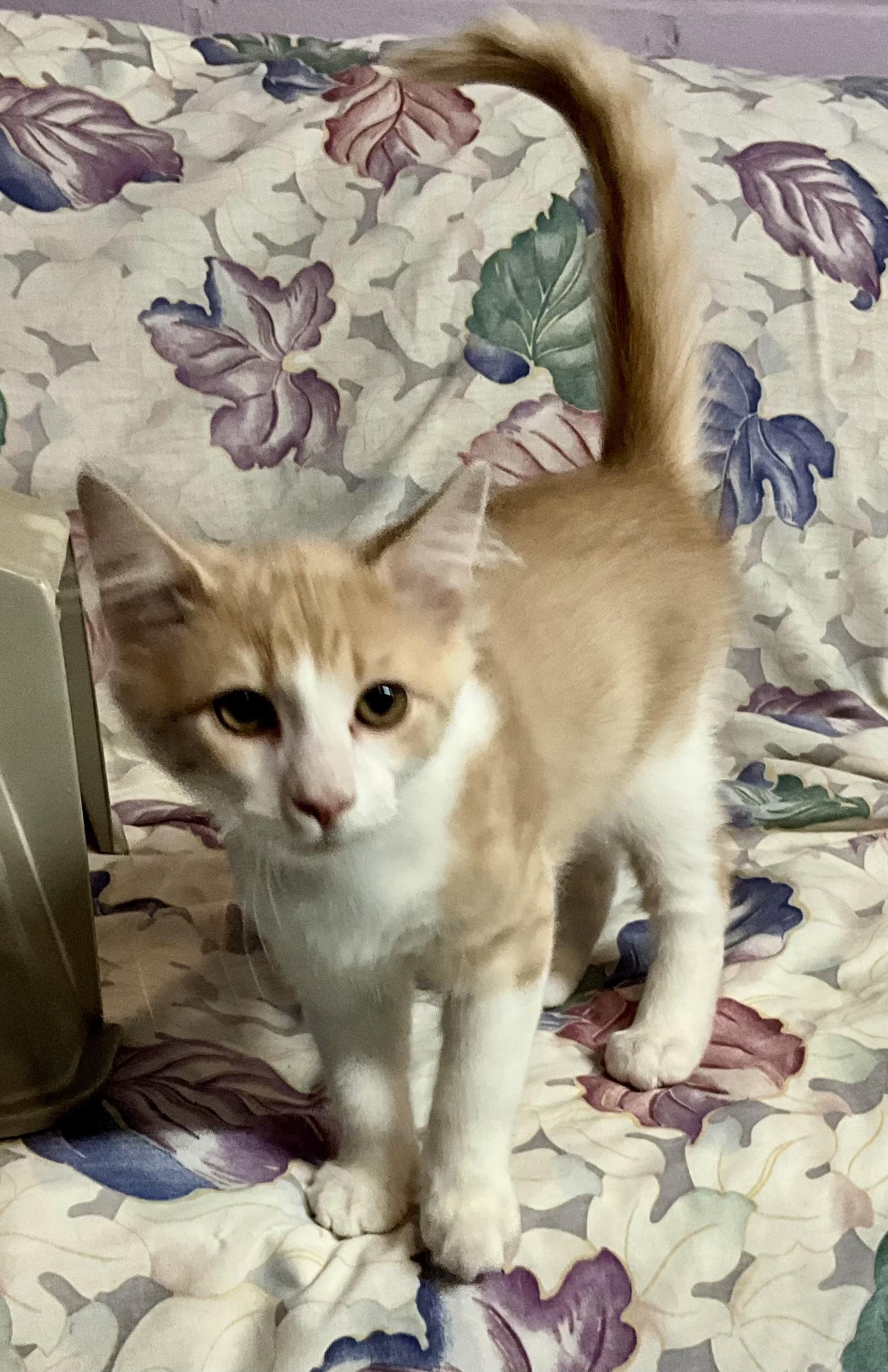 Copper, Adoptable, Kitten Male Domestic Medium Hair.