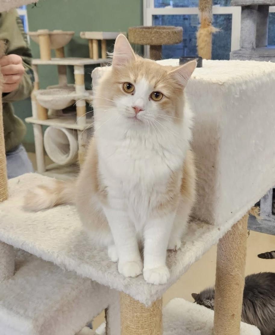 Copper, Adoptable, Young Male Domestic Medium Hair.