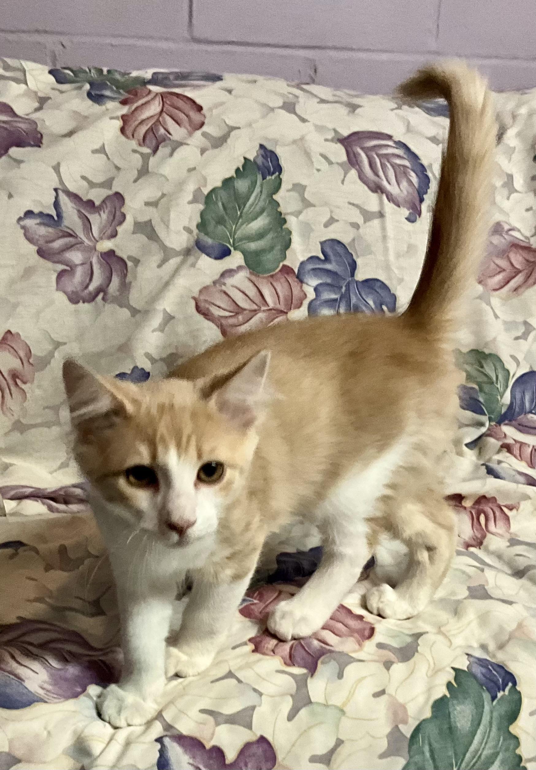 Copper, Adoptable, Kitten Male Domestic Medium Hair.