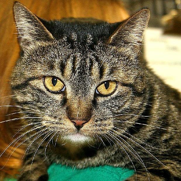 Enlarge Ziva (Viva), a Adoptable Domestic Short Hair in Norfolk, NE image 1/1