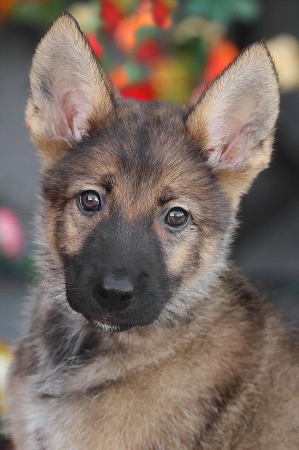 Addie von Jasmine, Adopted, Puppy Female German Shepherd Dog.