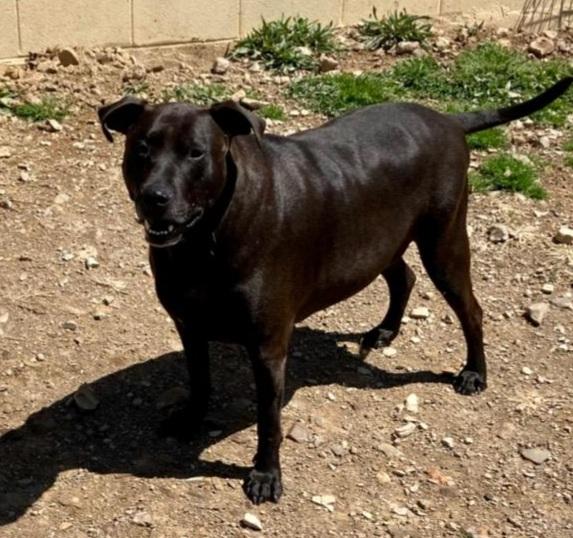 Bronco, Adoptable, Adult Male Labrador Retriever.