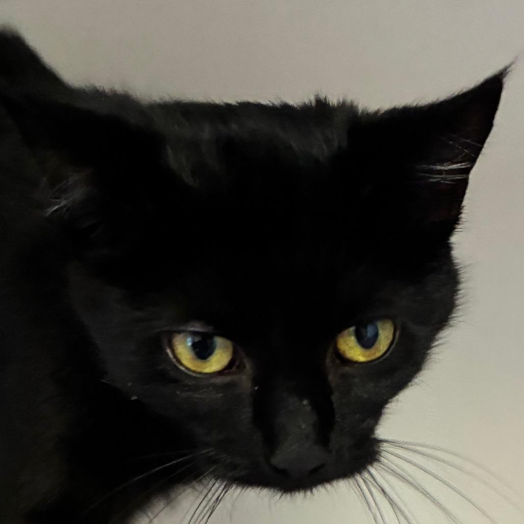 Enlarge Astra, a Adoptable Domestic Short Hair in Uniontown, PA image 1/1