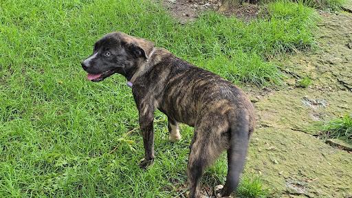 Enlarge Taylor, a ADOPTABLE mixed breed in Batavia, IL image 3/3