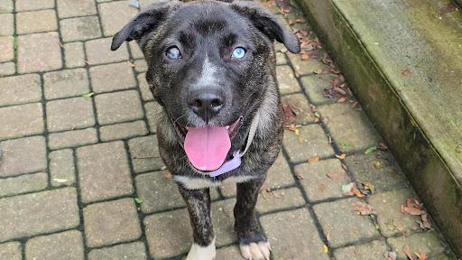 Taylor, ADOPTABLE, Young Female Terrier.