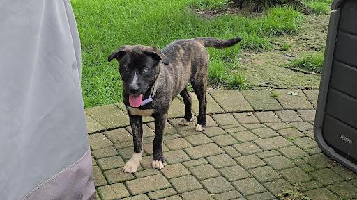 Enlarge Taylor, a ADOPTABLE mixed breed in Batavia, IL image 2/3
