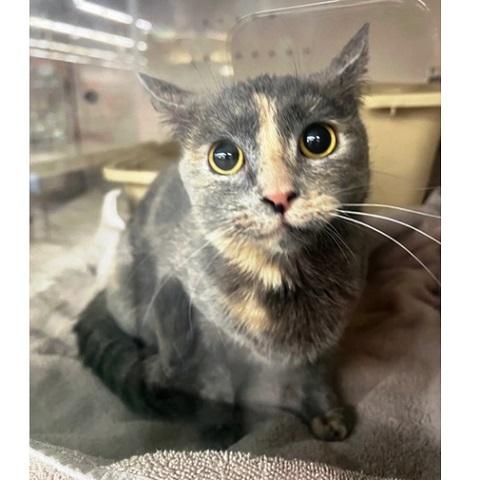 Wellie, a ADOPTABLE Dilute Tortoiseshell in Salt Lake City, UT image 2/3