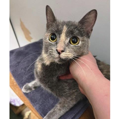 Wellie, ADOPTABLE, Adult Female Dilute Tortoiseshell.