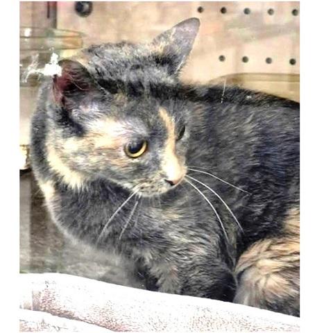 Wellie, a ADOPTABLE Dilute Tortoiseshell in Salt Lake City, UT image 3/3