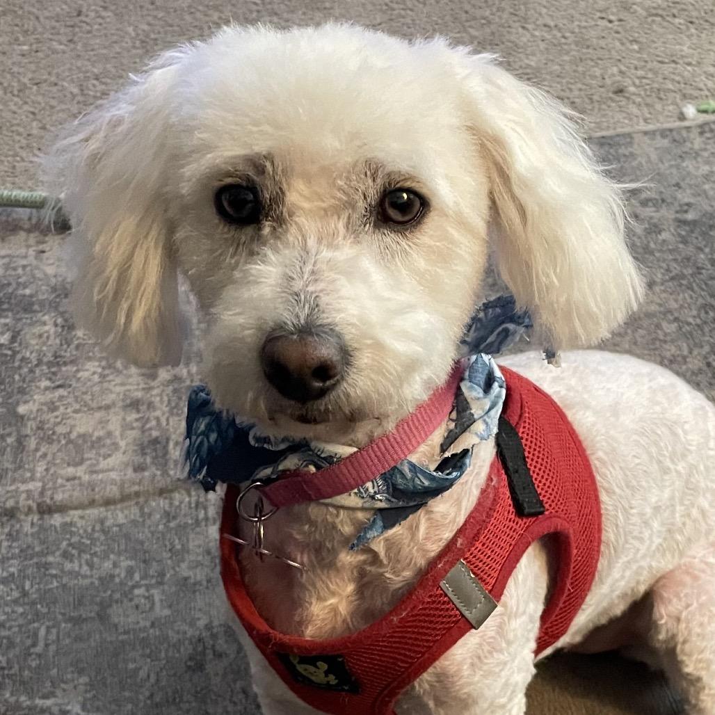 Bonny, a Adoptable Miniature Poodle in Crystal, MN image 1/4