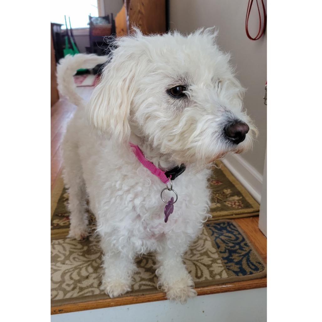 Bonny (Bonded w/Milo), Adoptable, Adult Female Miniature Poodle.