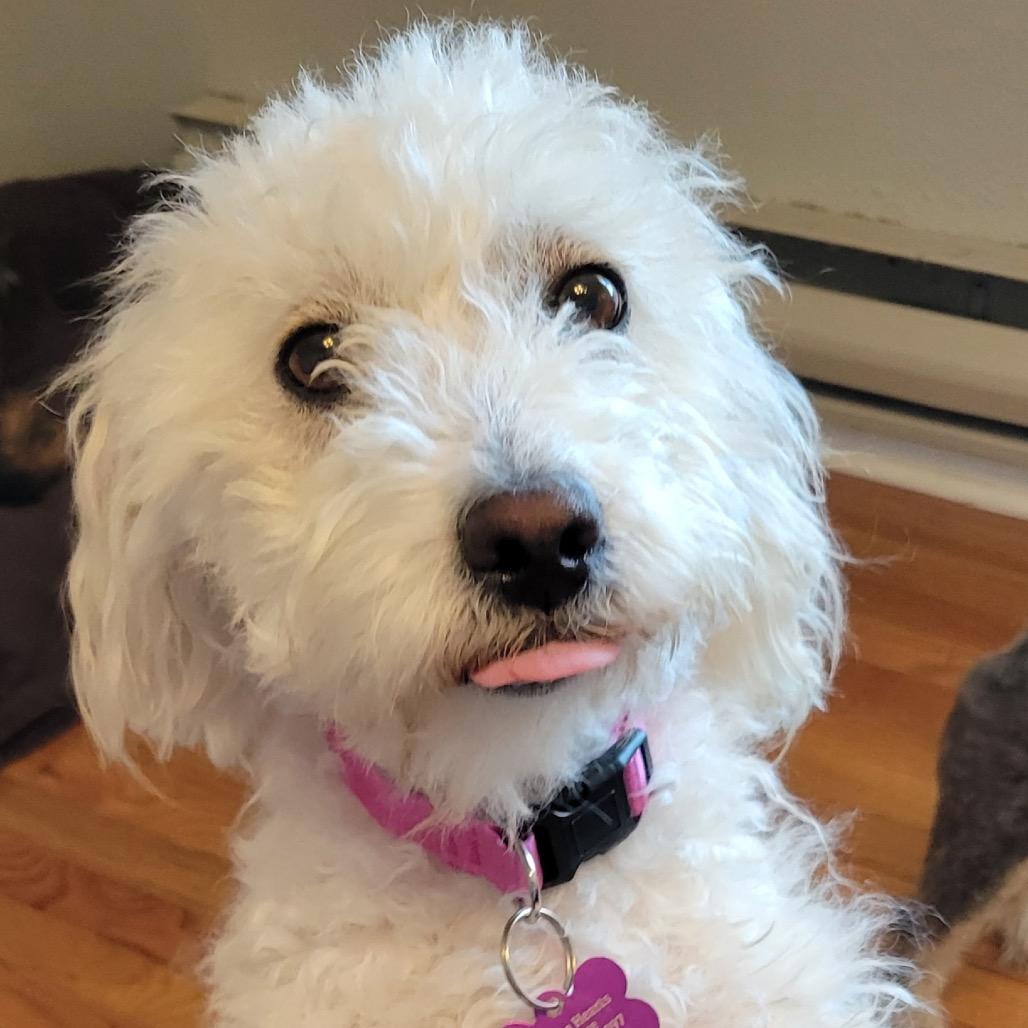 Enlarge Bonny (Bonded w/Milo), a Adoptable Miniature Poodle in Crystal, MN image 2/3