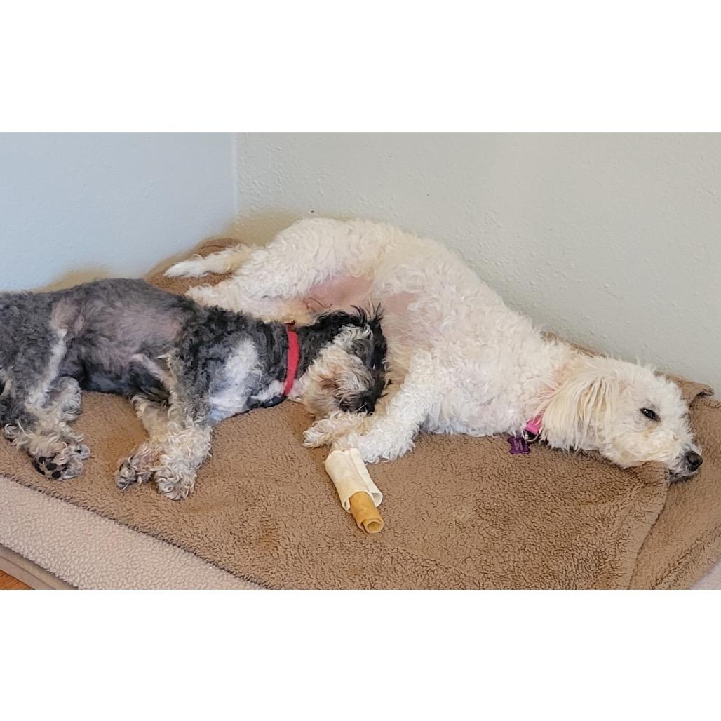 Enlarge Bonny (Bonded w/Milo), a Adoptable Miniature Poodle in Crystal, MN image 3/3
