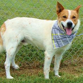 Enlarge Hedgy, a Adoptable Mixed Breed in Jeffersonville, IN image 1/4