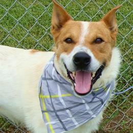 Enlarge Hedgy, a Adoptable Mixed Breed in Jeffersonville, IN image 2/4