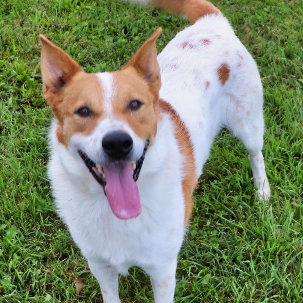Enlarge Hedgy, a Adoptable Mixed Breed in Jeffersonville, IN image 3/4
