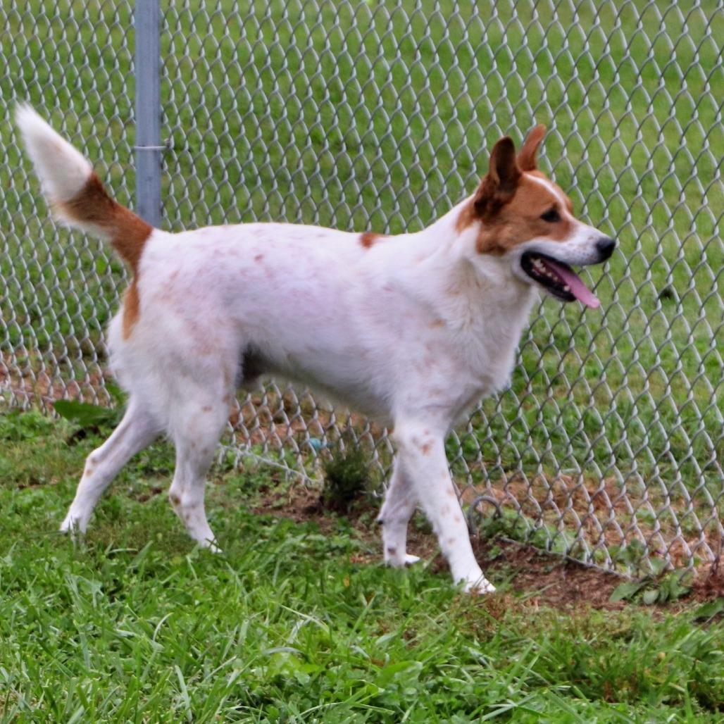 Enlarge Hedgy, a Adoptable Mixed Breed in Jeffersonville, IN image 4/4