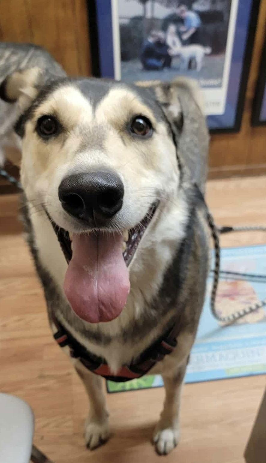 Brandi, Adoptable, Adult Female Siberian Husky.