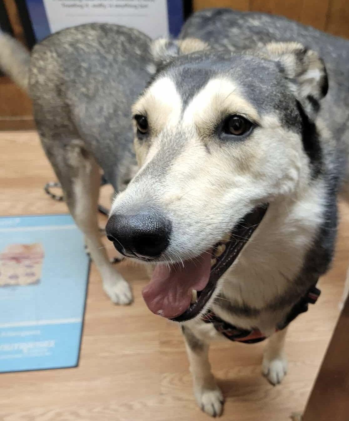 Brandi, a Adoptable Siberian Husky in Cedar Crest, NM image 2/3