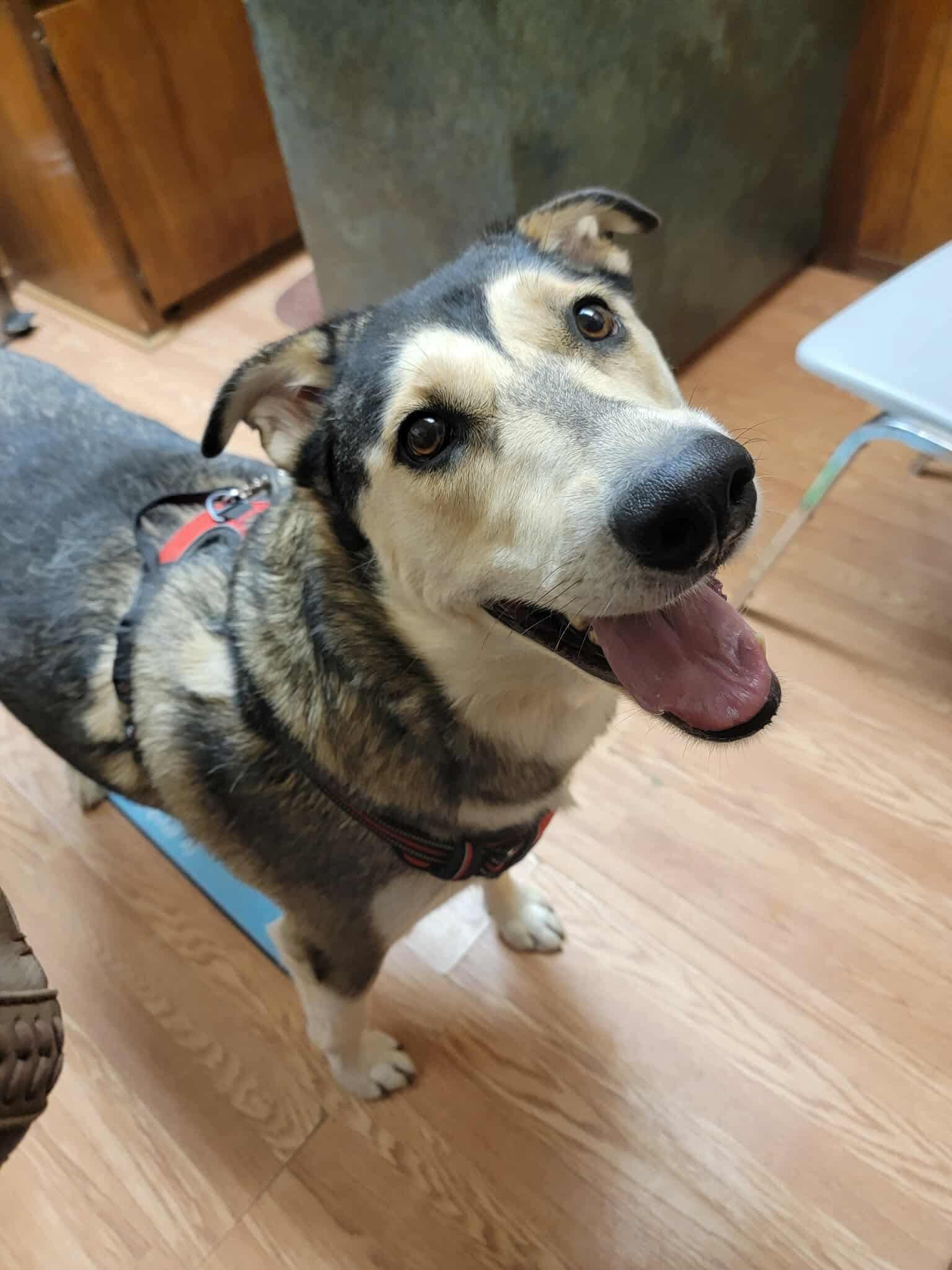 Brandi, a Adoptable Siberian Husky in Cedar Crest, NM image 2/3
