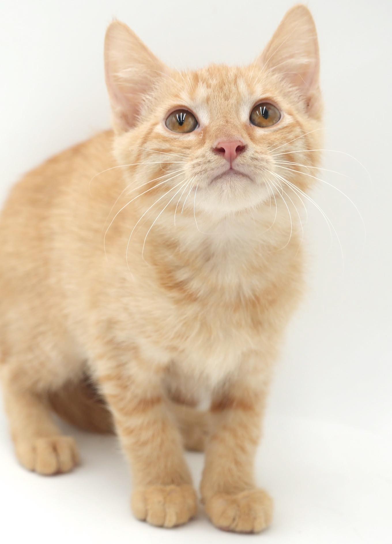 Gremlin is so great!  Can even be solo cat! photo 4