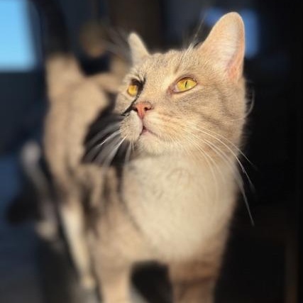 Enlarge Rhea, an adopted Domestic Short Hair in Maple Shade, NJ image 1/5