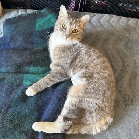 Enlarge Rhea, an adopted Domestic Short Hair in Maple Shade, NJ image 3/5