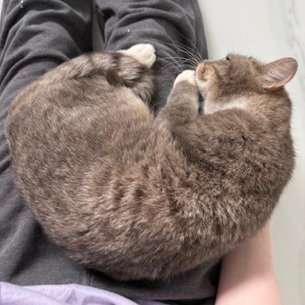 Enlarge Rhea, an adopted Domestic Short Hair in Maple Shade, NJ image 4/5