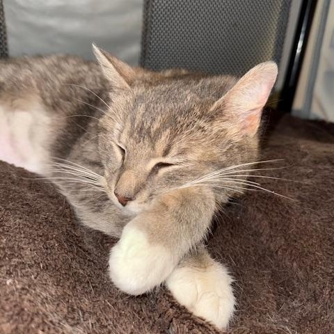 Enlarge Rhea, an adopted Domestic Short Hair in Maple Shade, NJ image 2/5