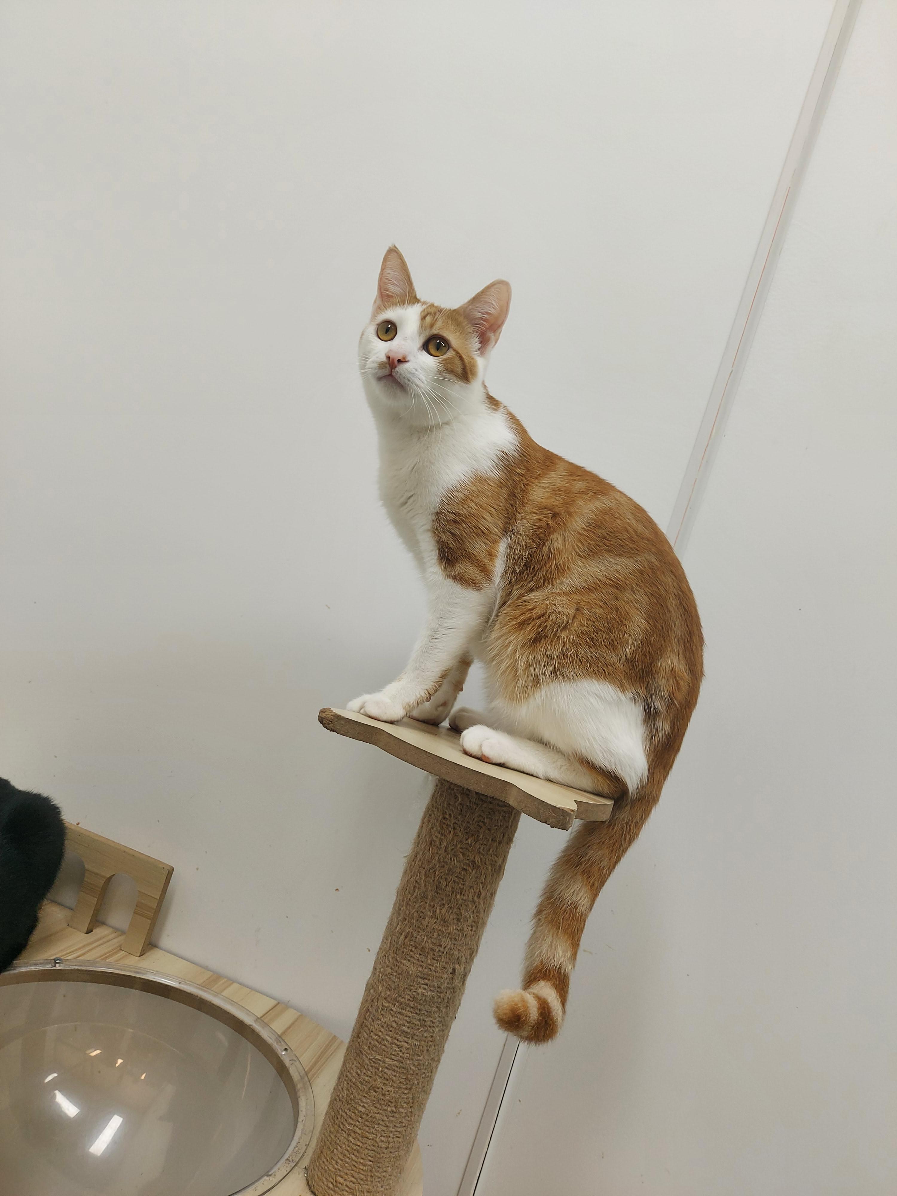 Larry, Adoptable, Young Male Domestic Short Hair.