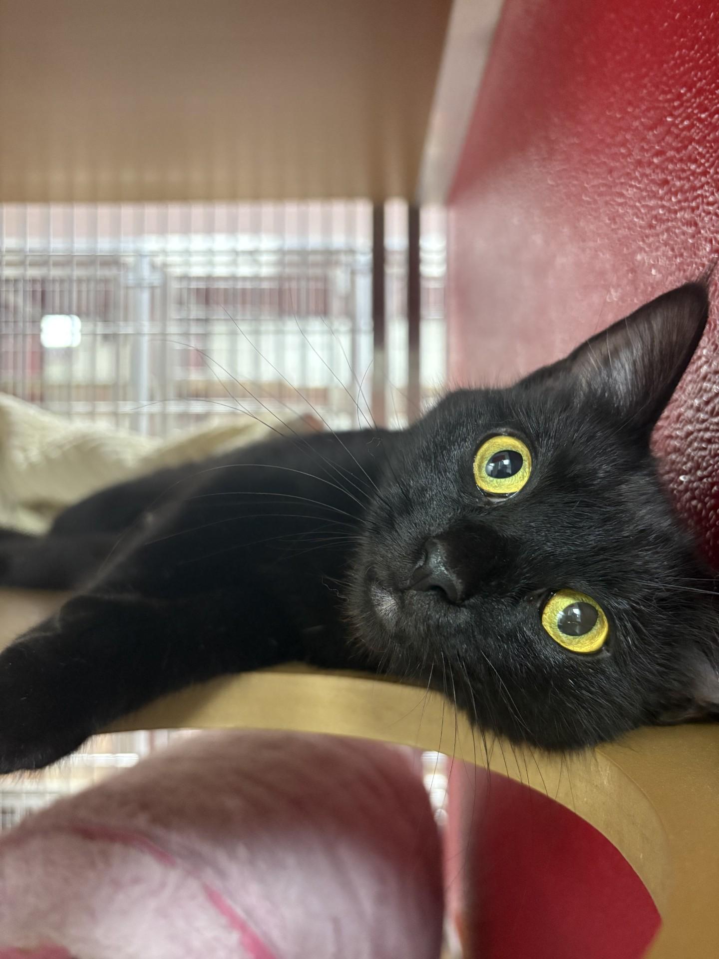 Tamera, an adoptable Domestic Short Hair in Lake Havasu City, AZ, 86406 | Photo Image 2