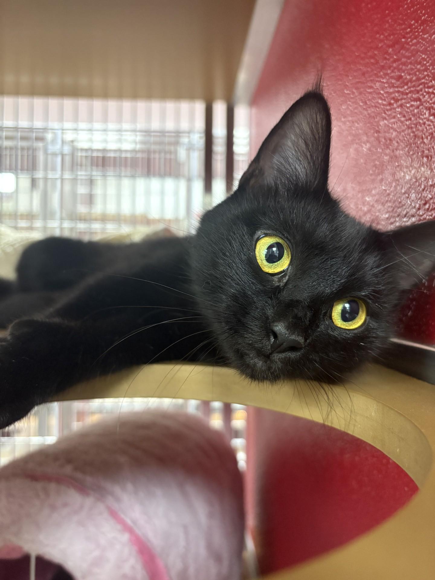 Tamera, an adoptable Domestic Short Hair in Lake Havasu City, AZ, 86406 | Photo Image 3