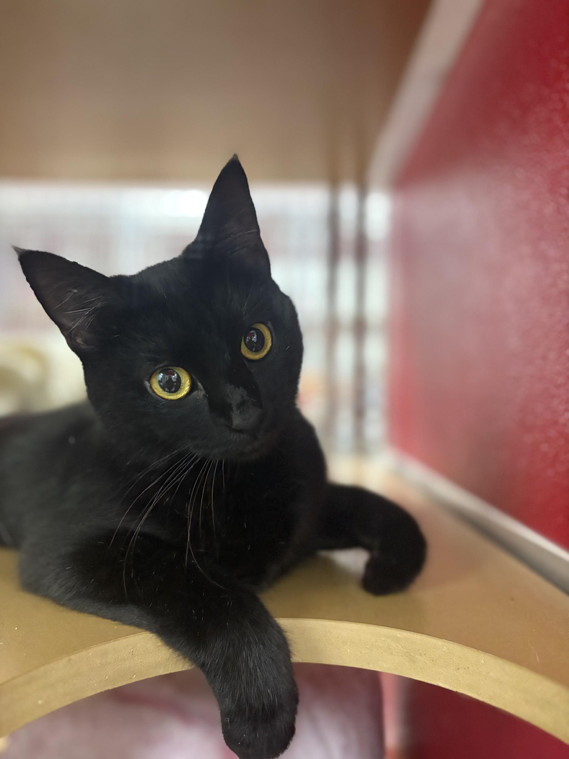 Tamera, an adoptable Domestic Short Hair in Lake Havasu City, AZ, 86406 | Photo Image 1