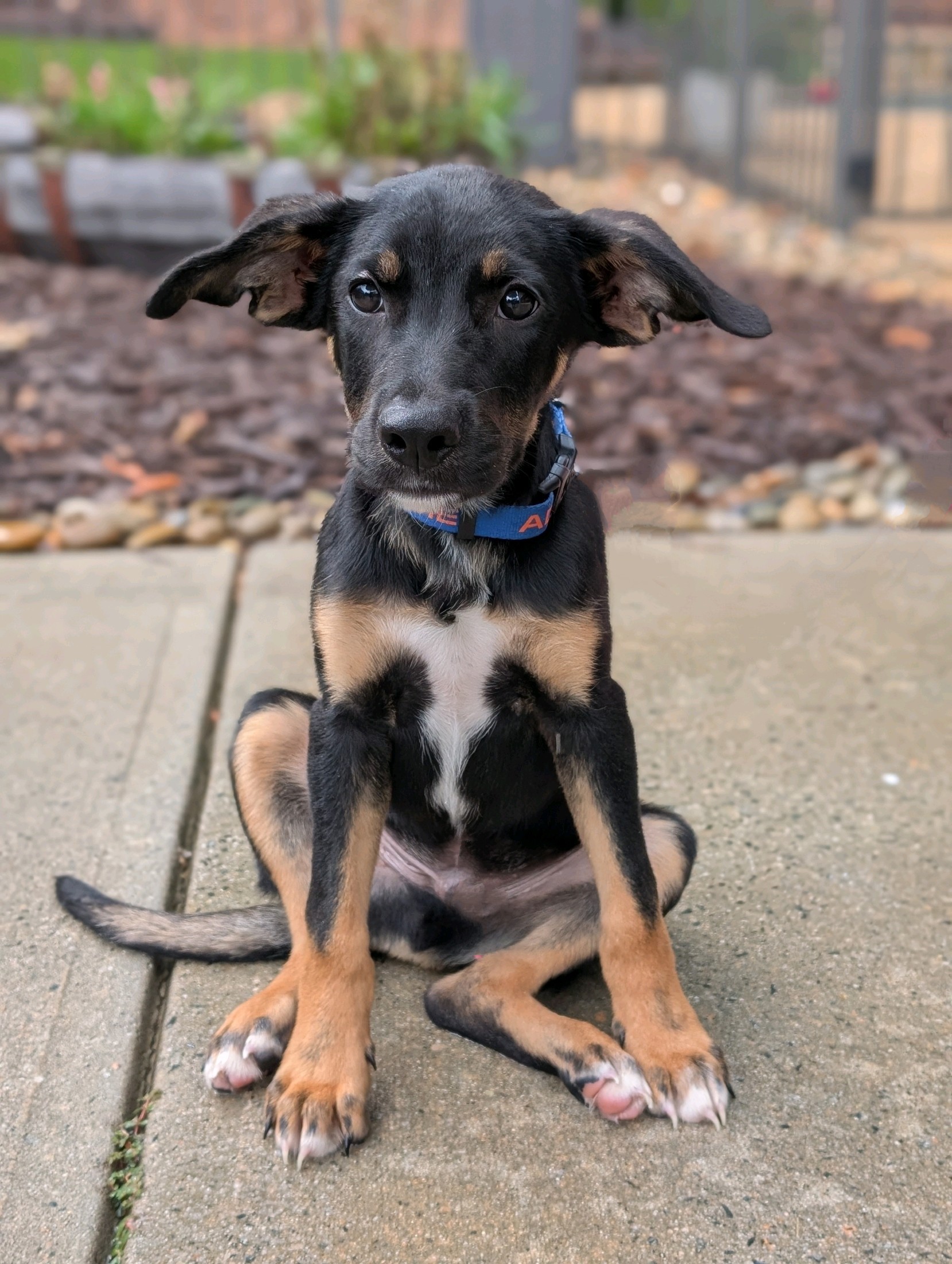 Dog for adoption Lane, a Mixed Breed in Charlotte, NC Petfinder