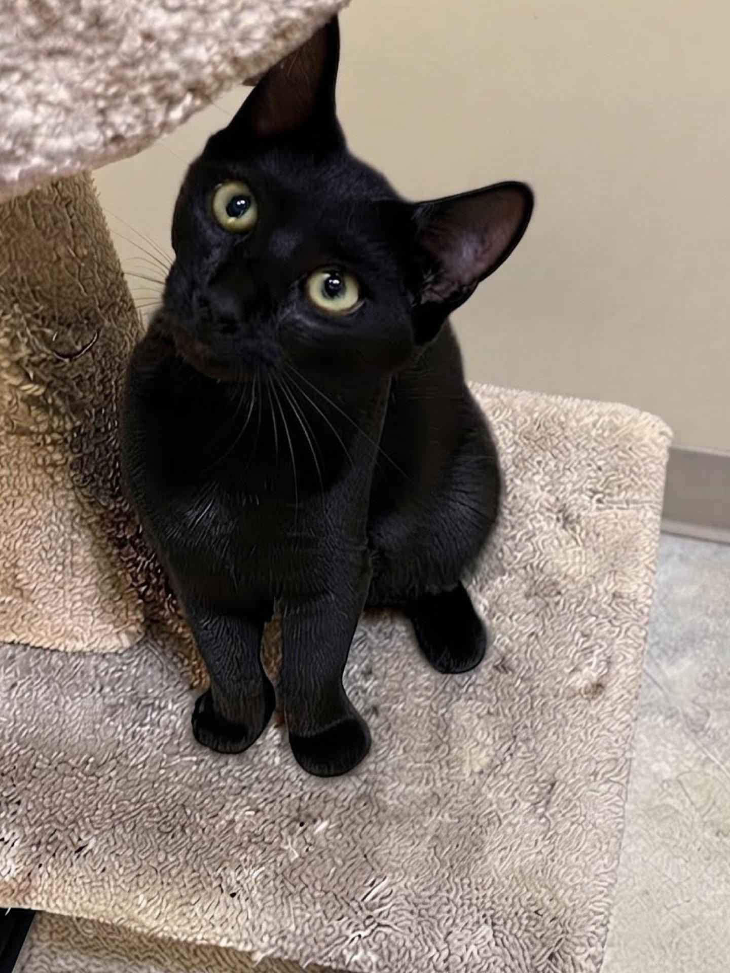 Gracie, Adopted, Young Female Domestic Short Hair.