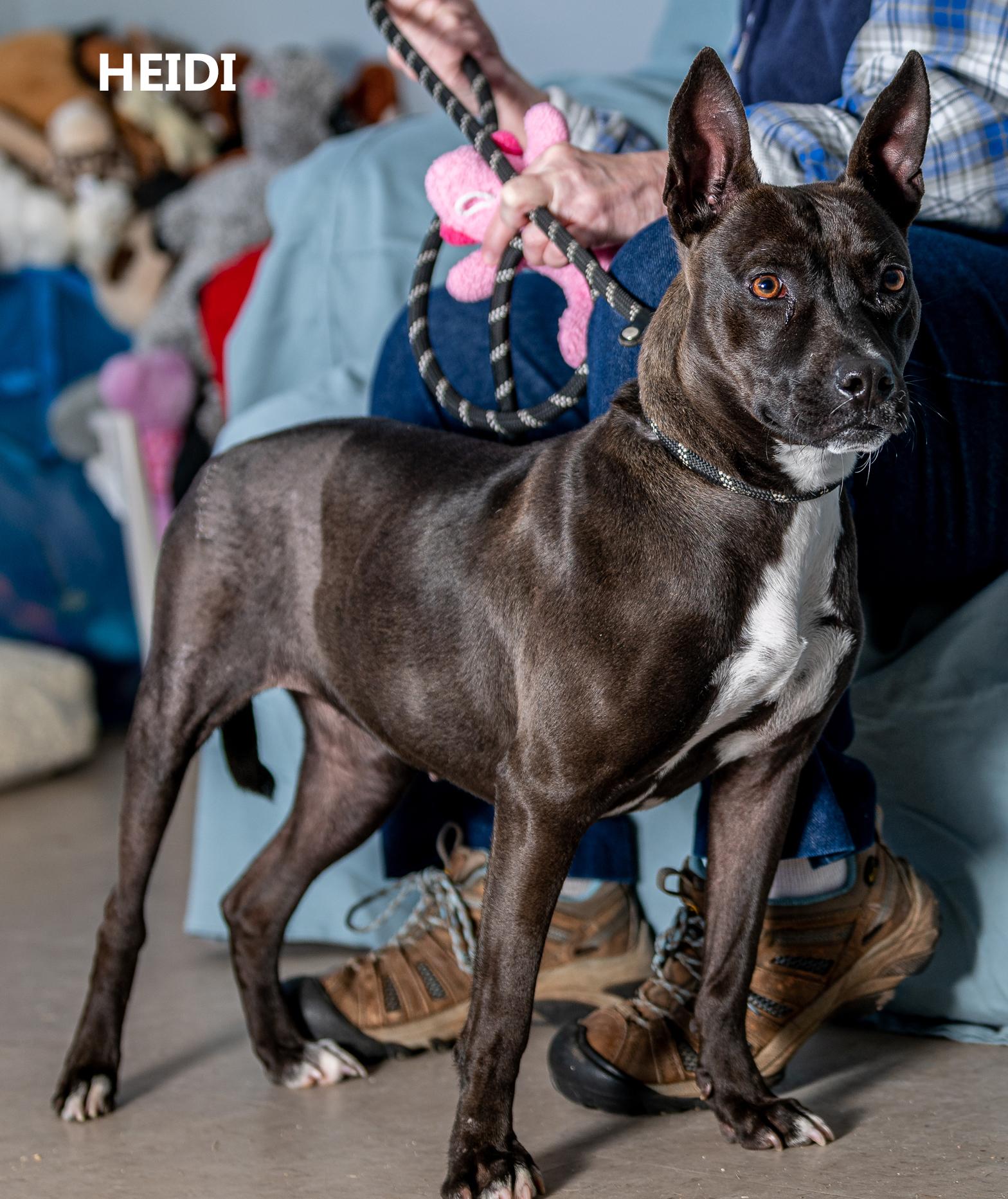Enlarge Heidi, a Adoptable mixed breed in Washington, GA image 2/3