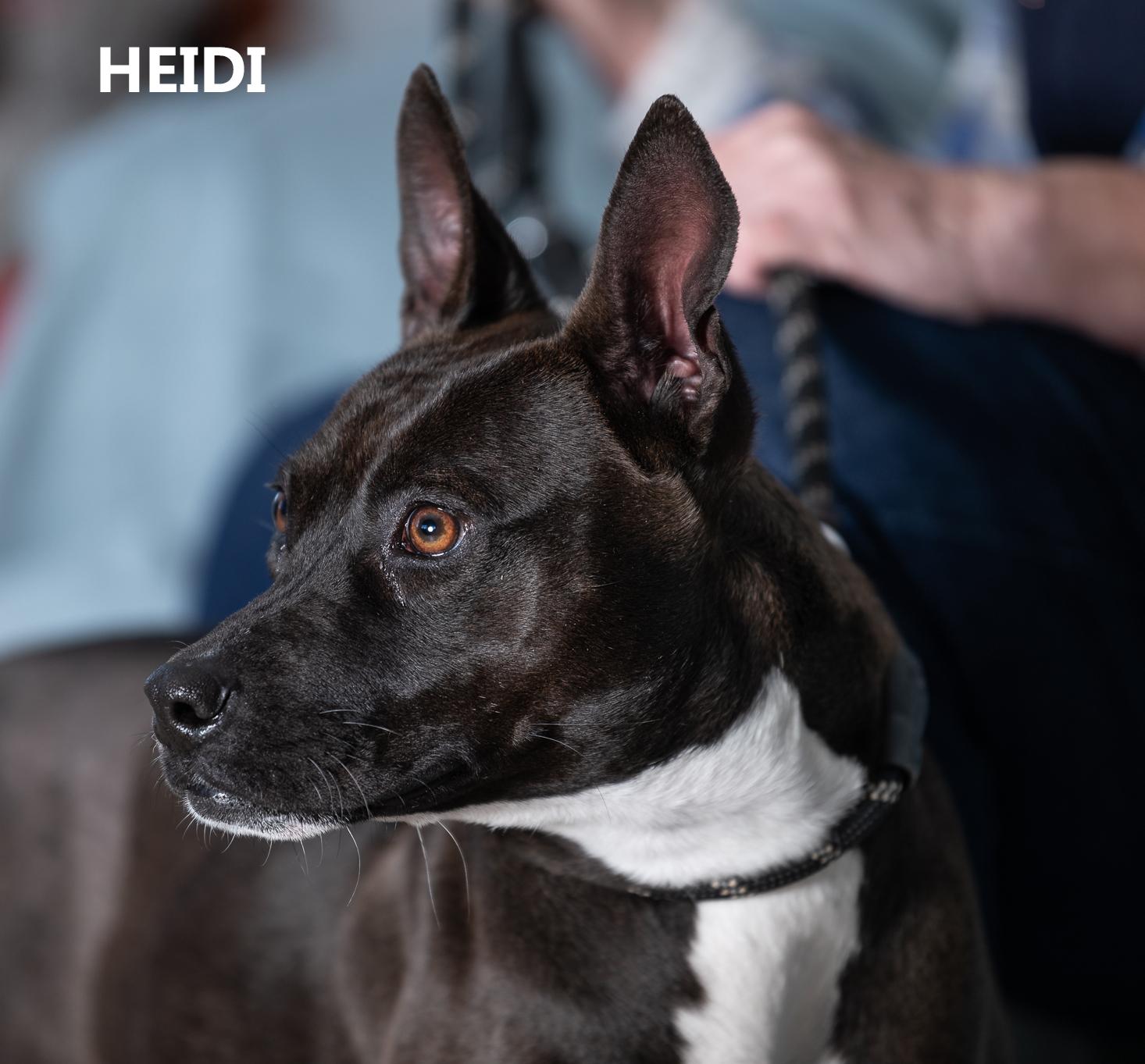 Enlarge Heidi, a Adoptable mixed breed in Washington, GA image 3/3
