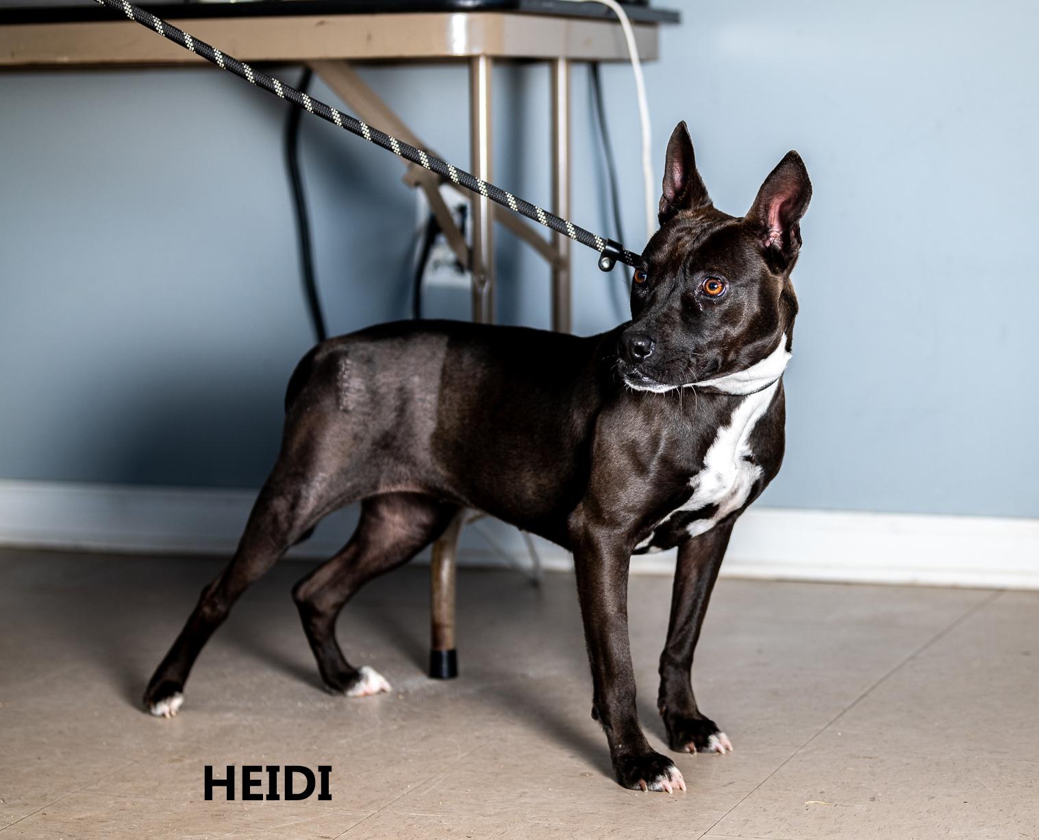 Heidi, Adoptable, Adult Female Labrador Retriever & Pit Bull Terrier.