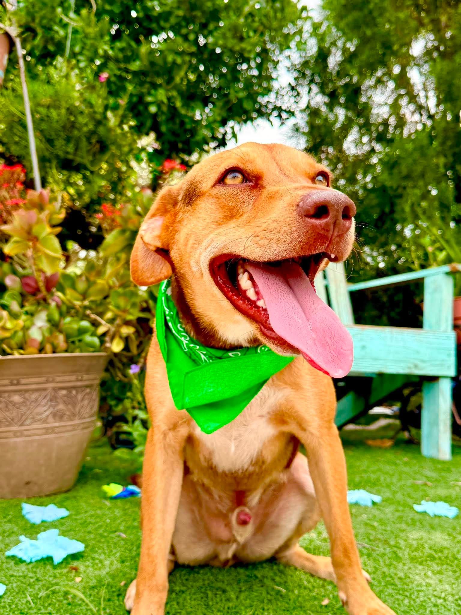 Enlarge Georgey, a Adoptable mixed breed in Cincinnati, OH image 1/6